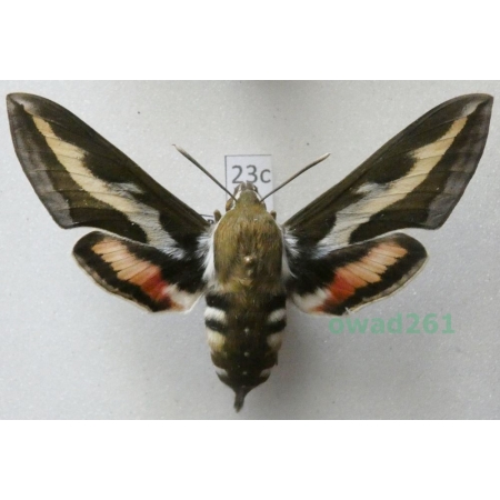 Hyles gallii (Rottemburg, 1775) Czech 64mm23c